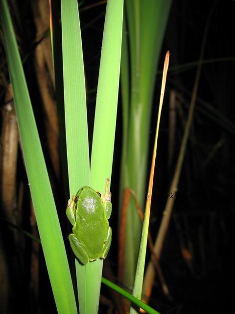 Raganelle Ticinesi